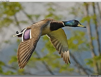 Animali 066